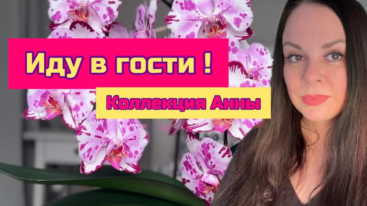 Гостевое видео , обзор коллекции Анны #orchid #цветущиеорхидеи #plants #поливорхидей #посадкиорхидей