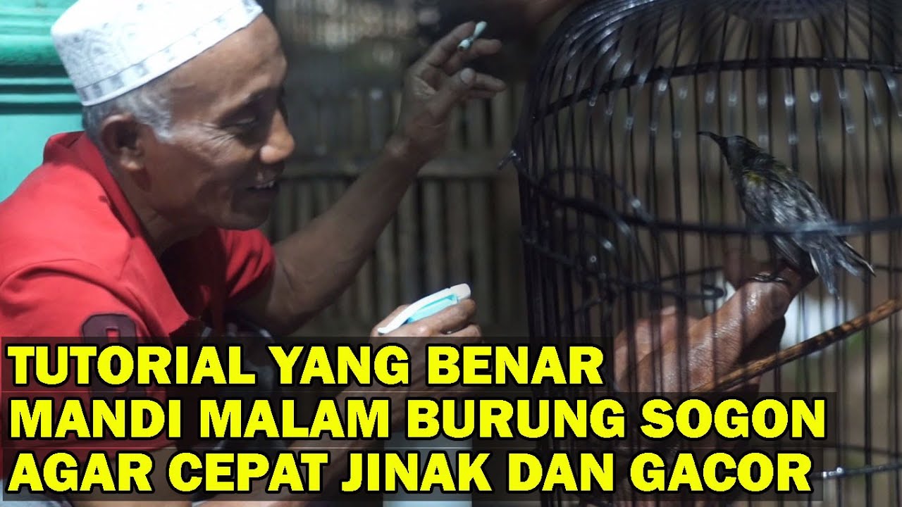 TUTORIAL DAN MANFAAT MANDI MALAM UNTUK BURUNG SOGON AGAR CEPAT JINAK DAN GACOR