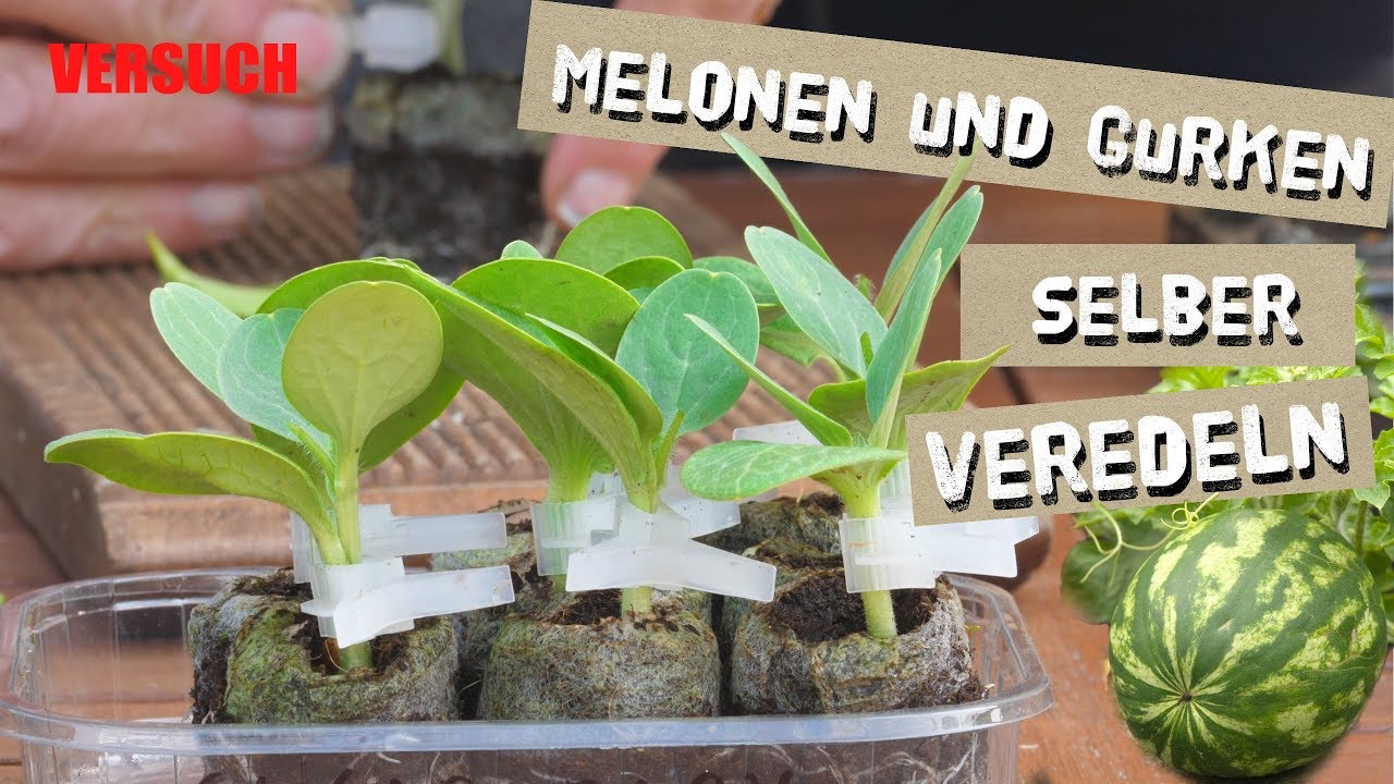 Melonen und Gurken selber veredeln- Teil 1