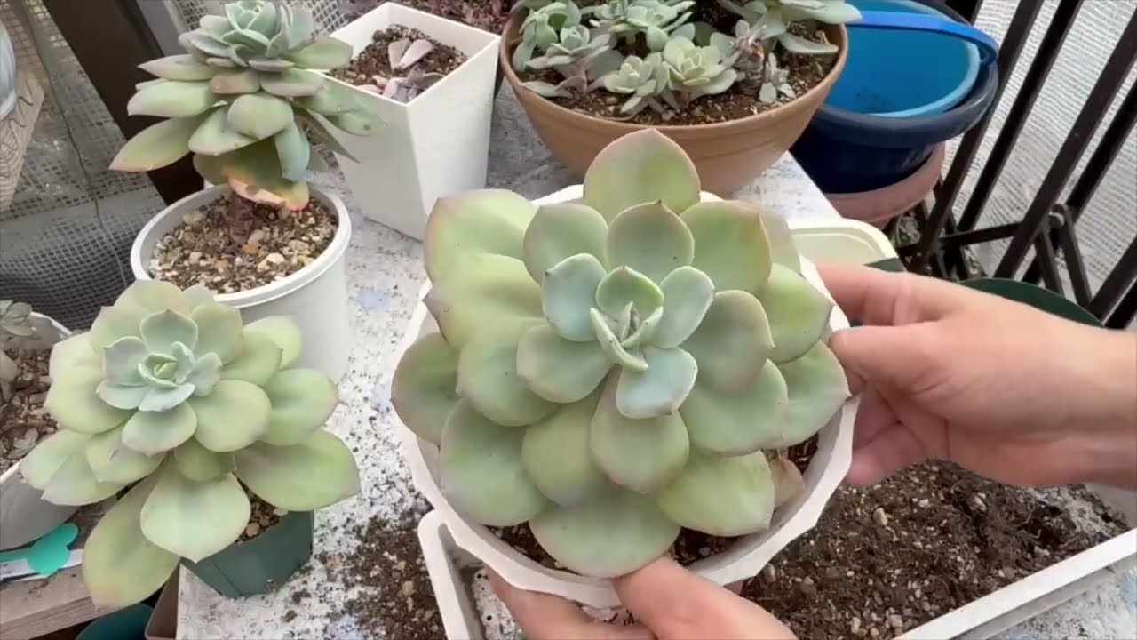 #243  ECHEVERIA HAKUHOU LAUI X PALLIDA TRASPLANTE