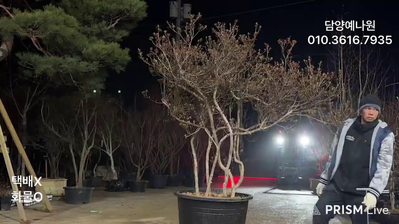 농업법인(주) 담양예나원 26년 2월 27일 금요일 분재 정원수 특수목 실시간경매 라이브방송