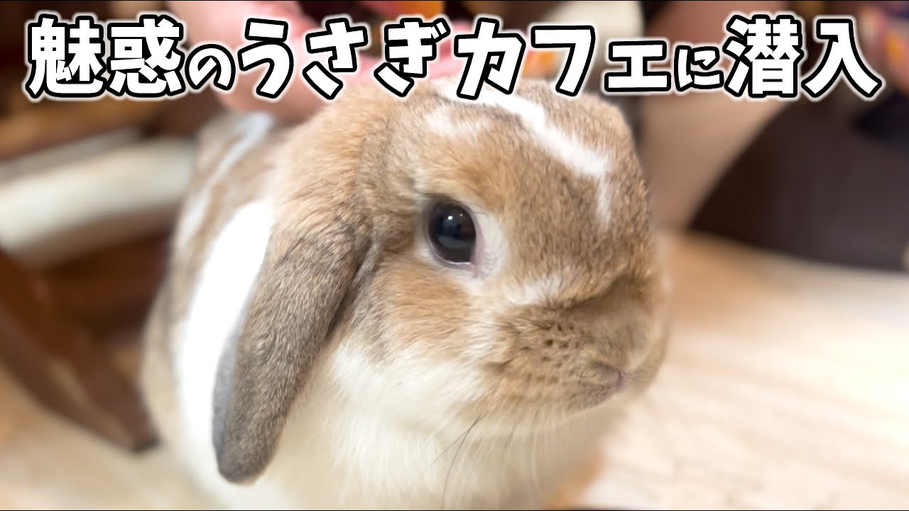 うさぎカフェに行って来ました！2羽のホーランドロップにメロメロです、、、【大阪京橋のうさぎカフェ『ミミ・ラパン』】