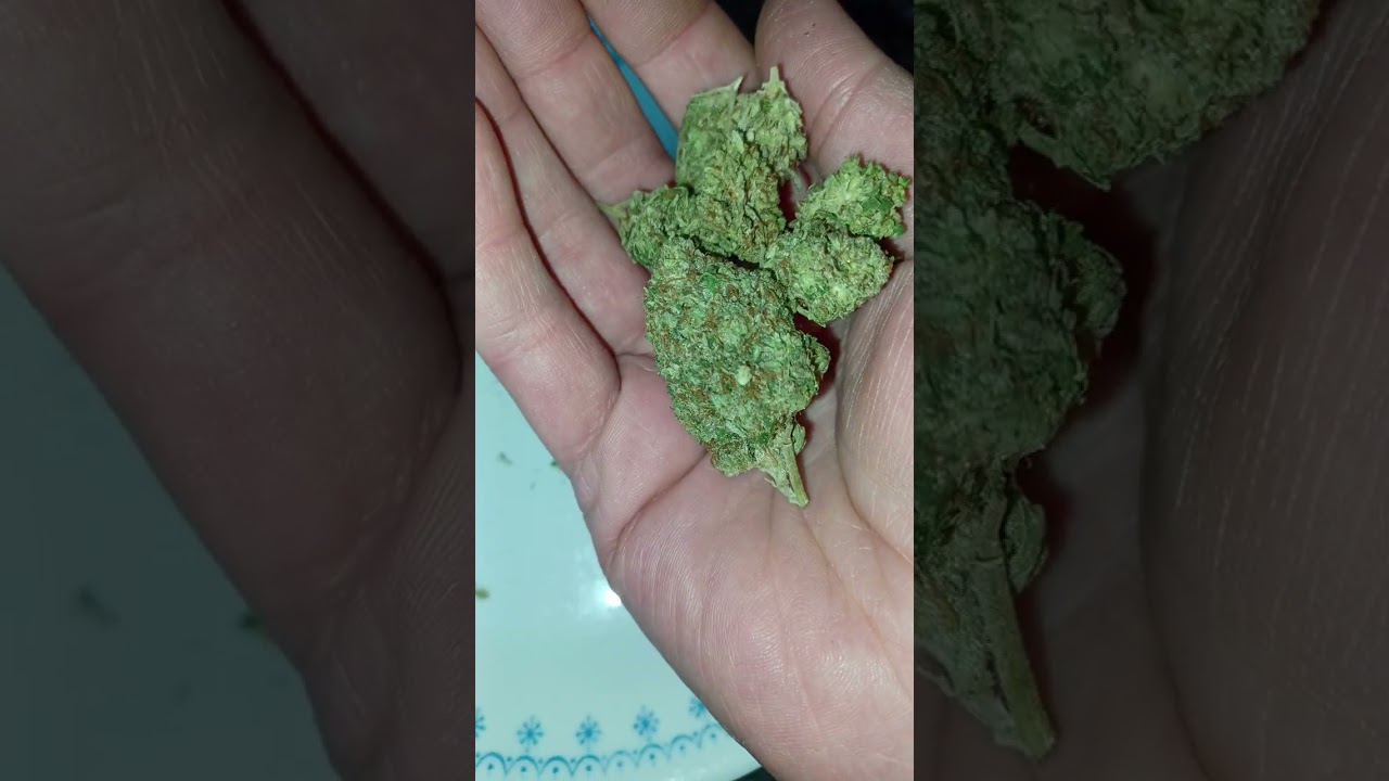 GMO Cookies, Dr. Ganja, CBD/THCA hemp flower (is it good?)