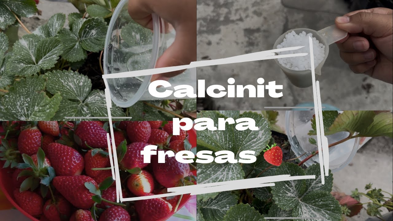 CALCINIT en fresas 🍓 ASÍ LO APLICAMOS !! #huerto #calcio #fresas #frutilla 