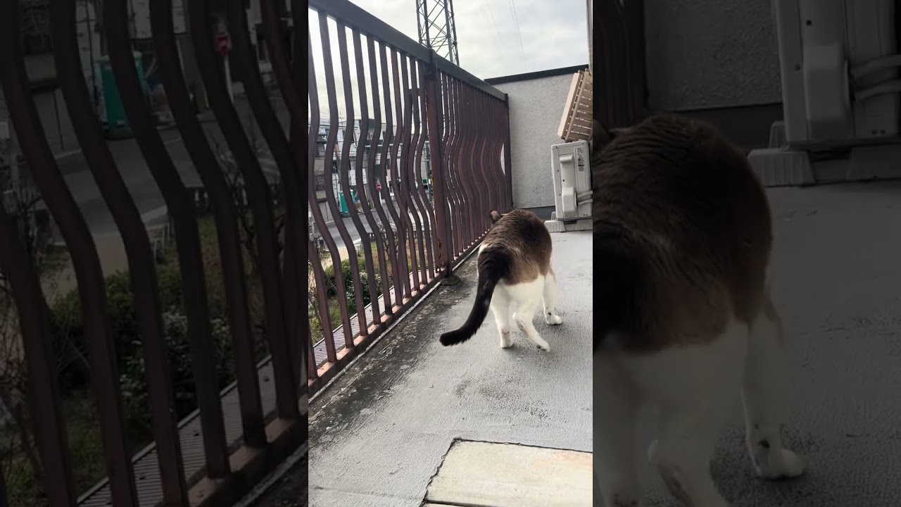 ベランダ散歩猫