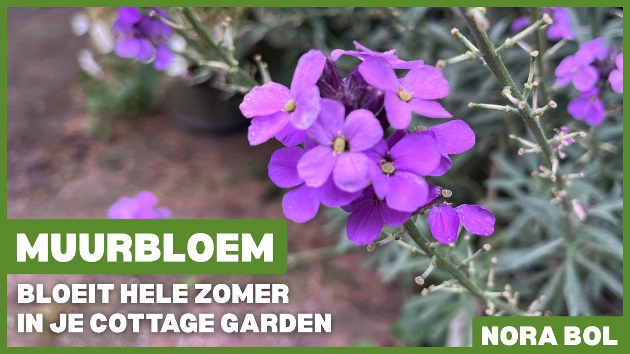 Muurbloem: bloeit hele zomer in je Cottage Garden