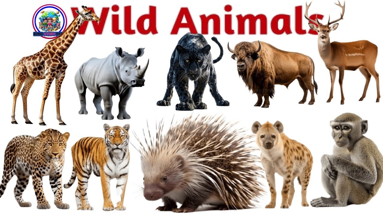 20 जंगली जानवरों के नाम सीखें | 20 Wild Animals Names in Hindi & English 🐯| Kids Learning Video 