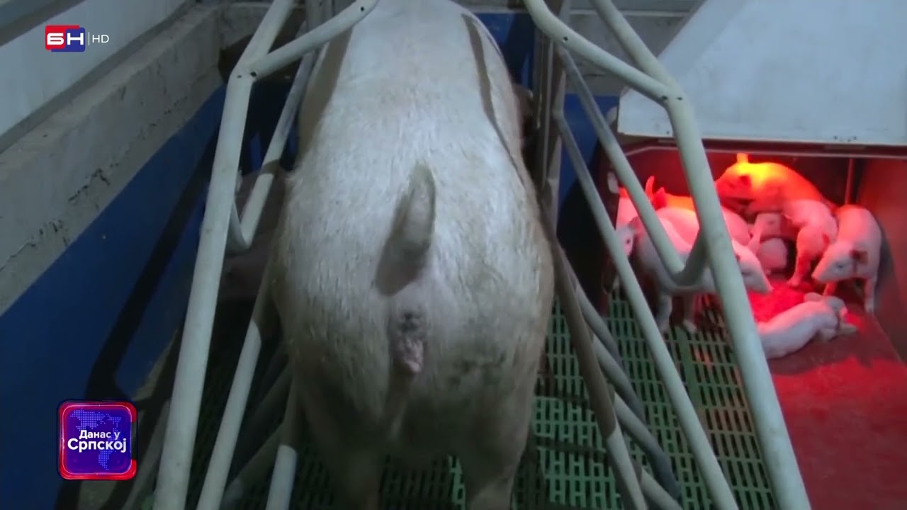 Gradska veterinarska inspekcija Bijeljina: Postoje sumnje da se pojavila afrička kuga svinja!