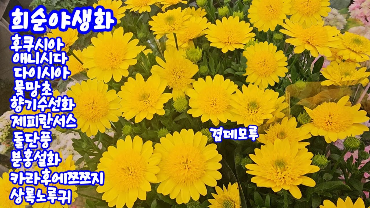 #희순야생화#후쿠시아#애니시다#다이시아#물망초#향기수선화#제라탄투스#겹데모루#별수국#돌단풍#디네마#코라조쯔쯔지#상록노루귀#금어초#트리쵸스 