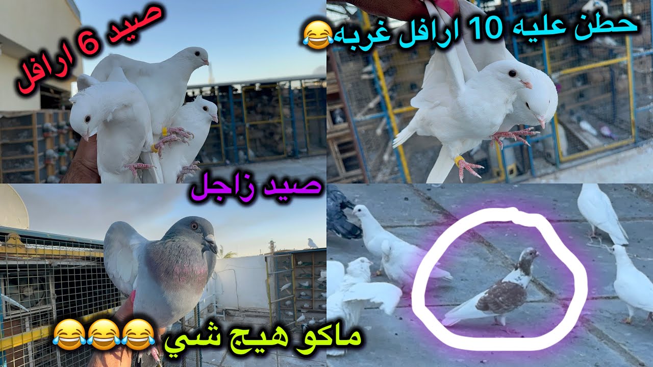 حطن عليه كومه مال ارافل🥰صيد 6 ارافل😍