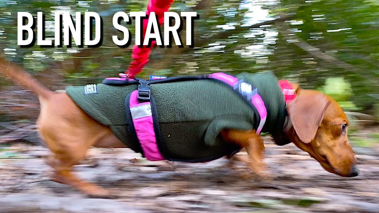 Blind Start | Mantrailing Dachshund
