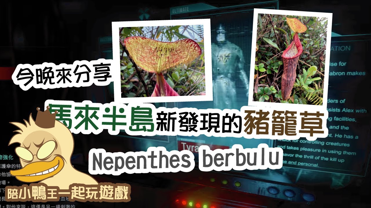 2023/0401〔蝕話實說〕馬來西亞半島的新種豬籠草 Nepenthes berbulu