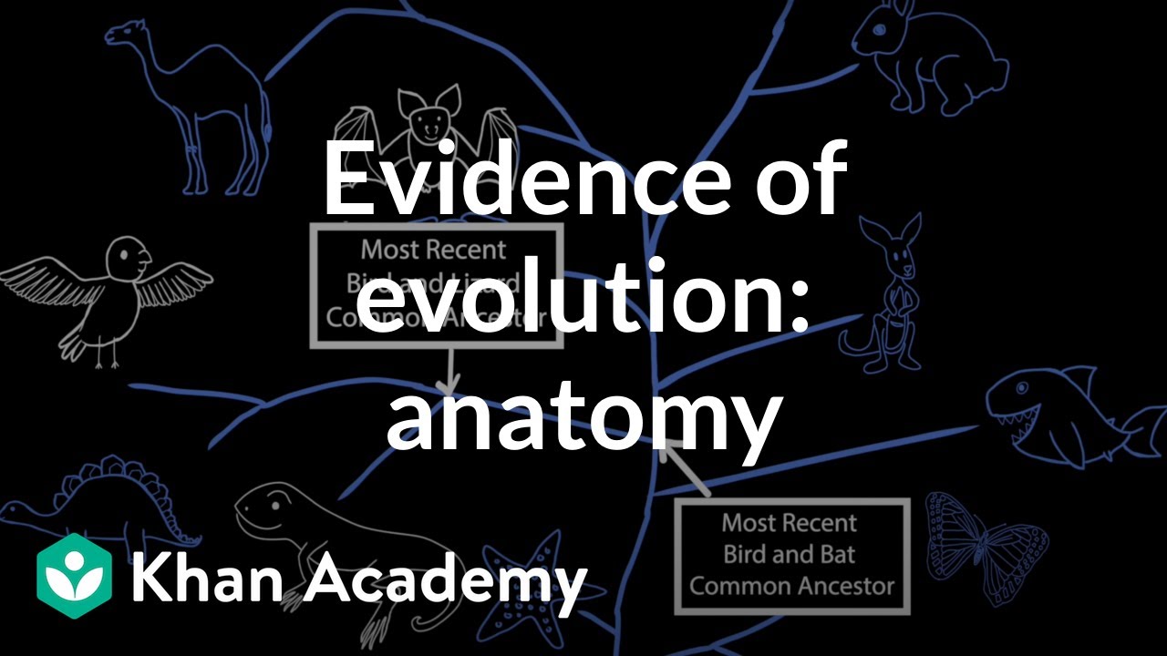 Evidence of evolution: anatomy | Evolution | Middle school biology | Khan Academy