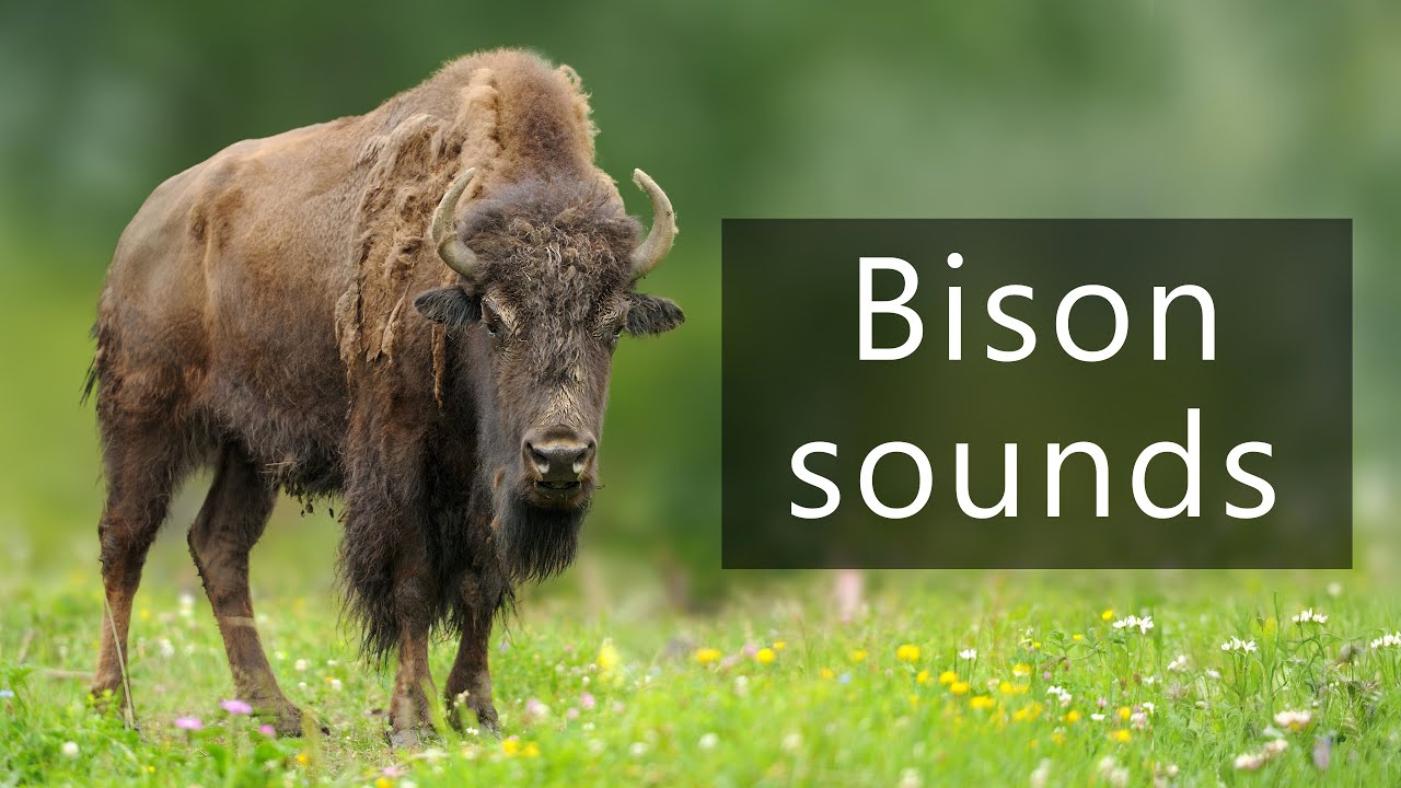 The powerful sounds of European bison