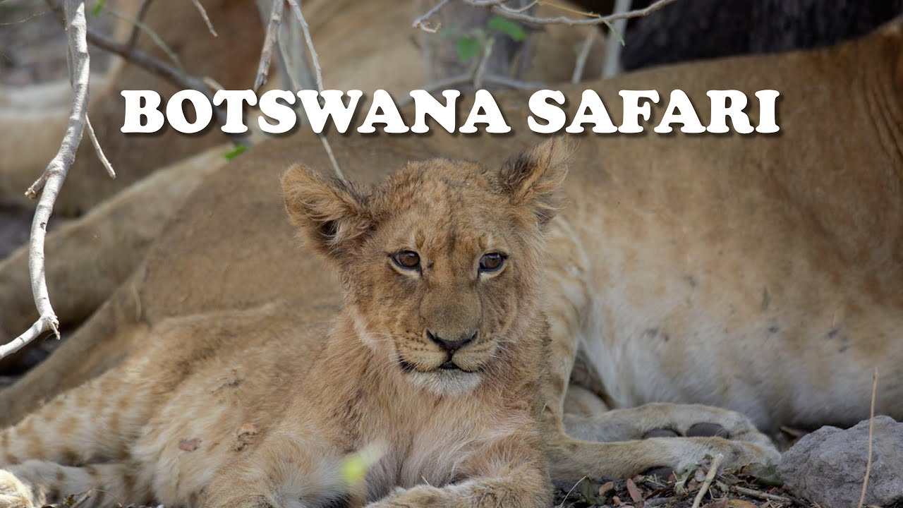 Botswana Safari - Part 1: Kings Pool Camp (Sep 2021)