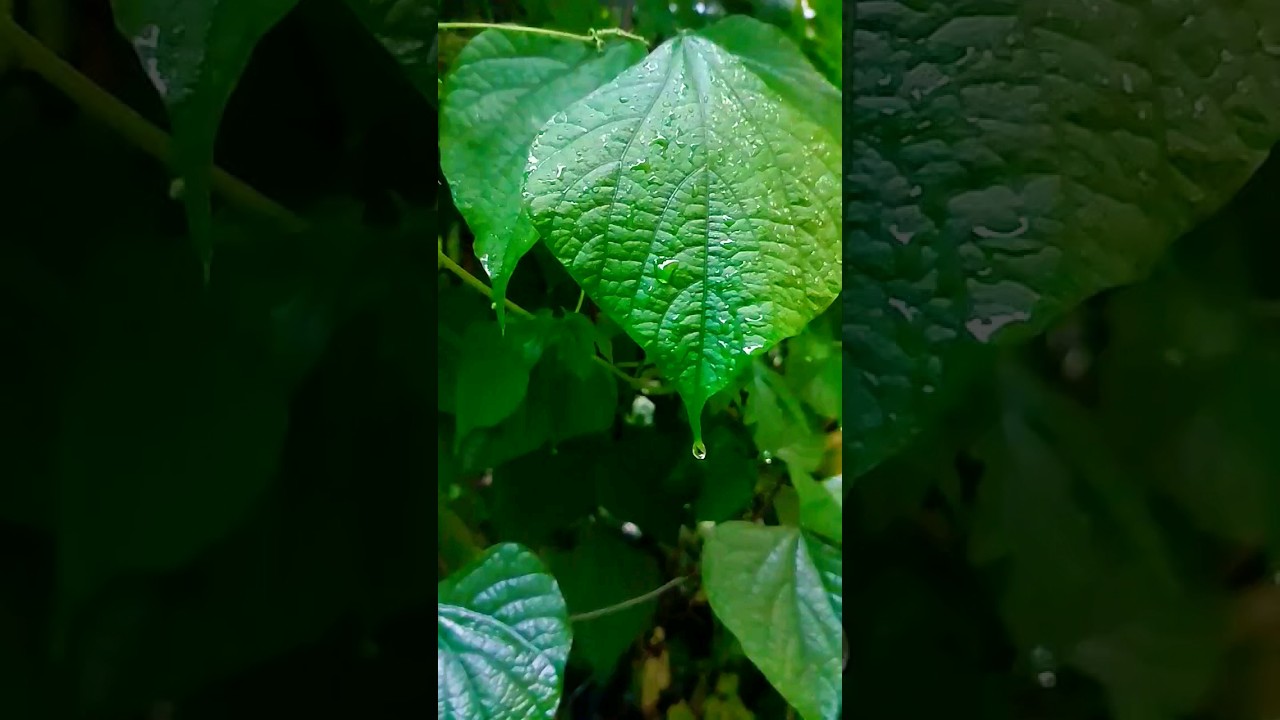 Rain Droplets in Slow Motion