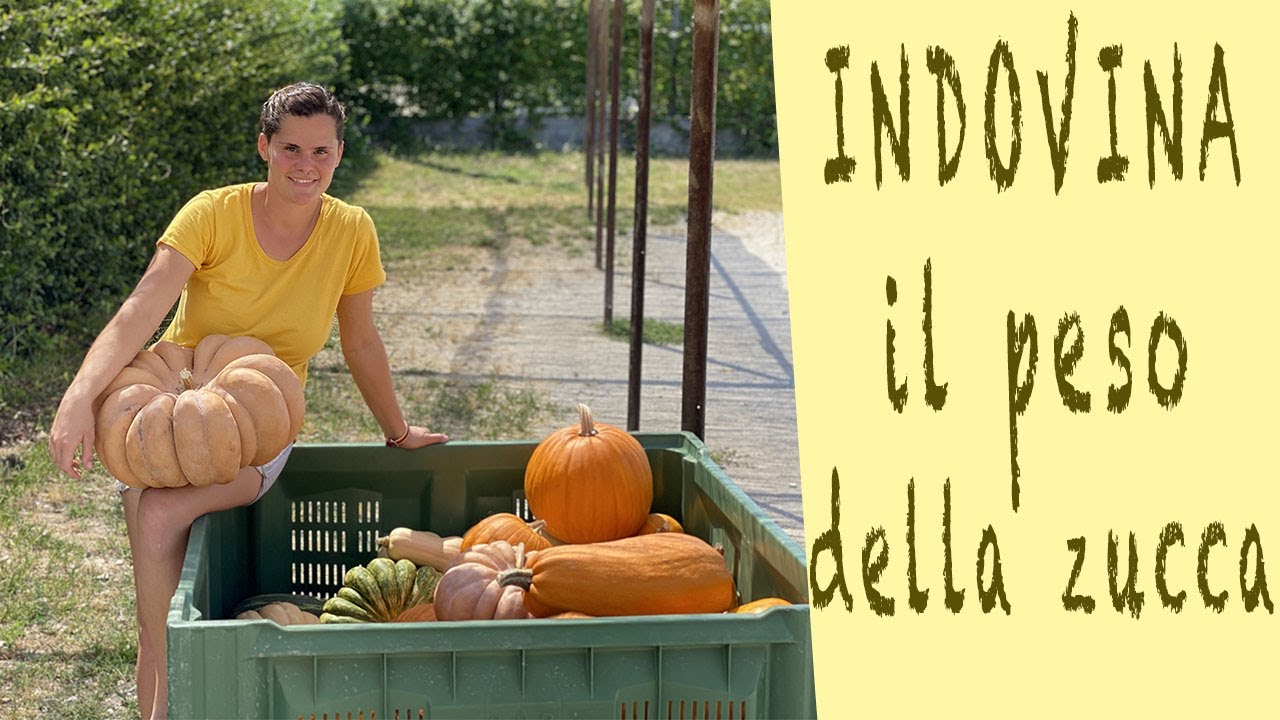 raccolta delle ZUCCHE - INDOVINA il peso!! 😃