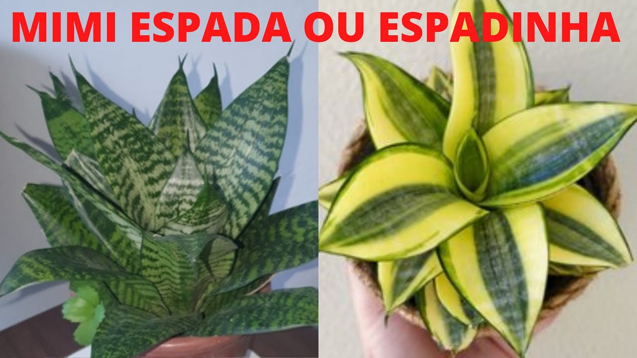 OLHA O QUE ACONTECEU COM A MUDA DA MINI ESPADA DE SÃO JORGE, ESPADINHA.