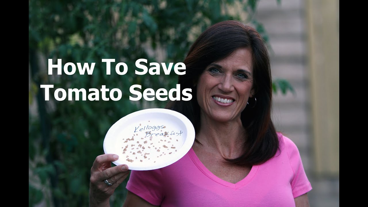 How to Save Tomato Seeds