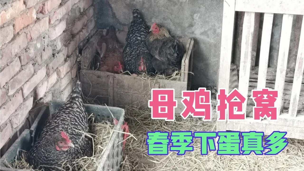 农村散养鸡鸭鹅，春天母鸡抢鸡窝下蛋，鸡蛋多得装不下