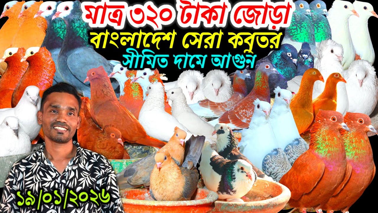 মাত্র ৩২০ টাকা জোড়া বাংলাদেশ সেরা কবুতর সীমিত দামে আগুন ১০০% কোয়ালিটি ভাল মানের কবুতর বিক্রি হবে