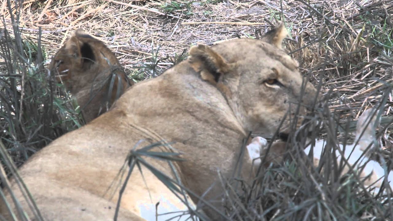 Lioness with three two-months old cubs in Ruaha, Tanzania (part 1)