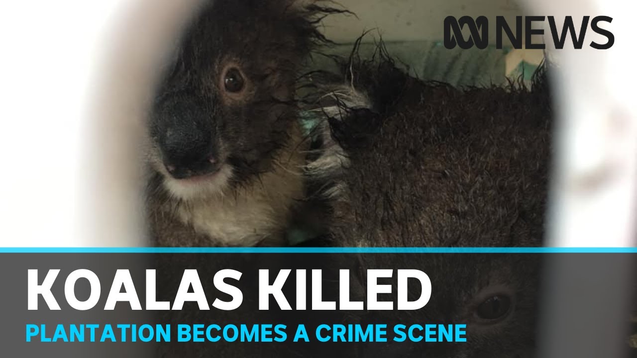 Koala deaths in Victorian blue gum plantation declared 'a crime' | ABC News
