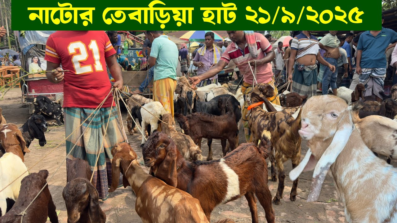  নাটোর তেবাড়িয়া হাট থেকে ছাগলের দাম জানুন ২১ সেপ্টে ২০২৫ 