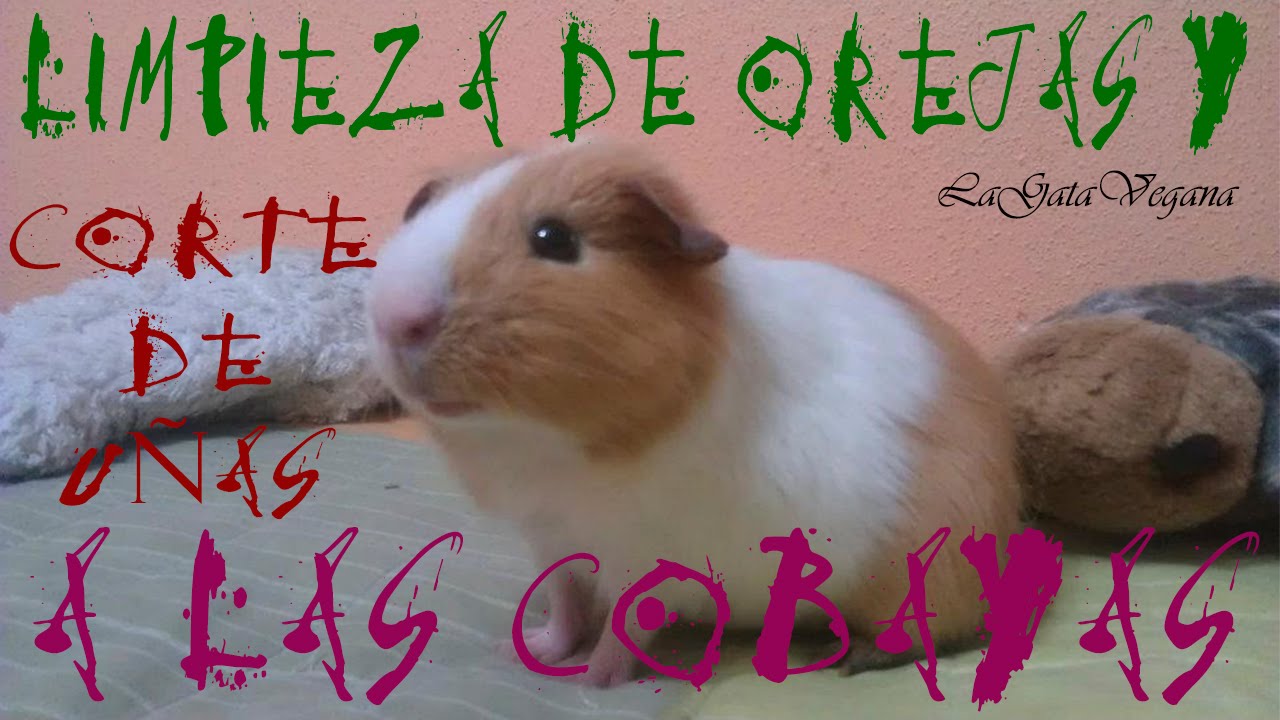 CORTE DE UÑAS Y LIMPIEZA DE OREJAS DE COBAYAS / CONSEJOS DE COMO HACERLO Y DE QUE MANERA