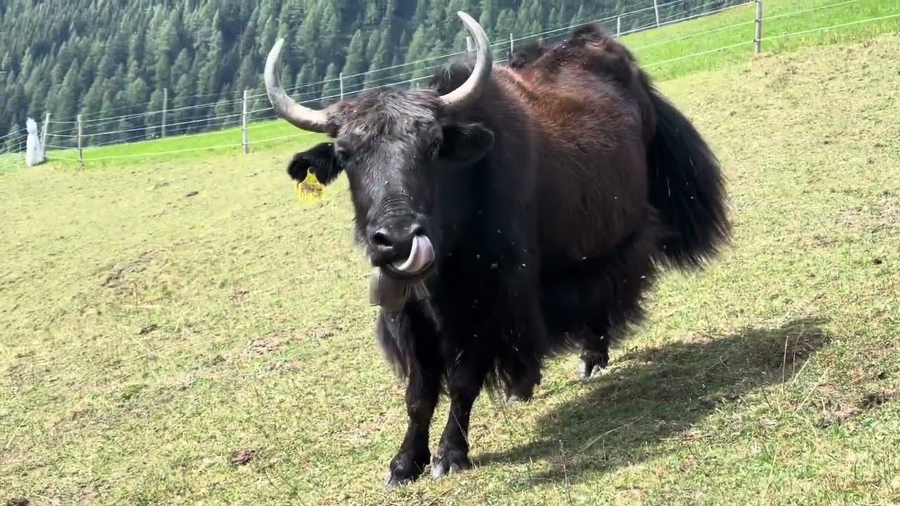 @ClubFred - Sufers, eine der ältesten Siedlungen an einem historischen Alpenübergang