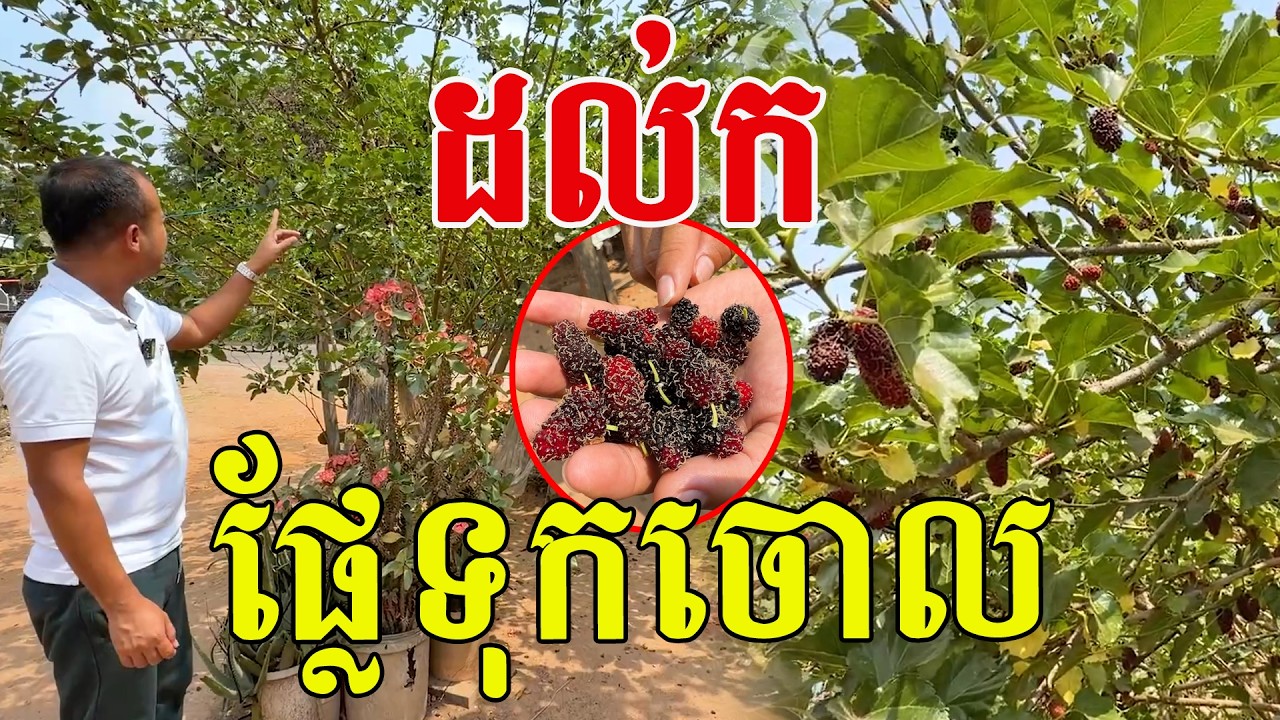 ដល់ក ផ្លែទុកចោល កំប្លែងមែនអ៊ំ