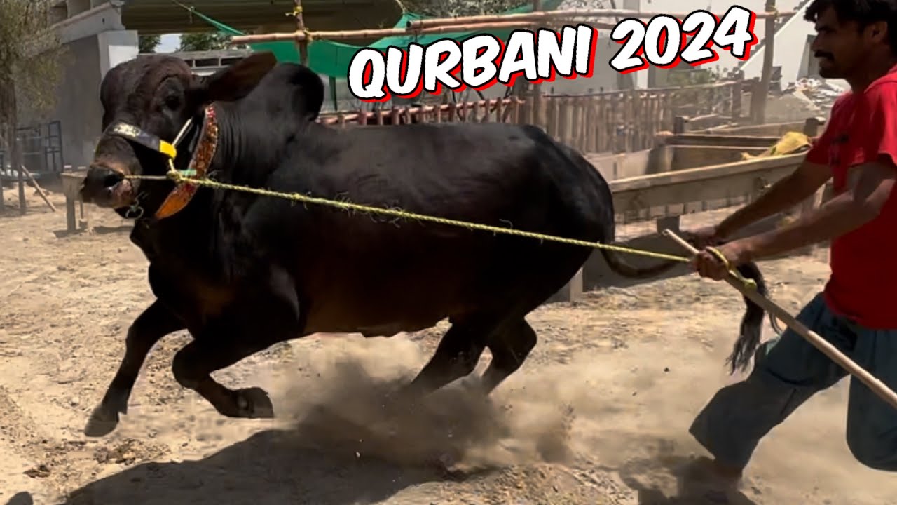 03218455554 sahiwal cholisthani gulabi ablak bachre | qurbani 2024 | Abdul Munam cattle farm