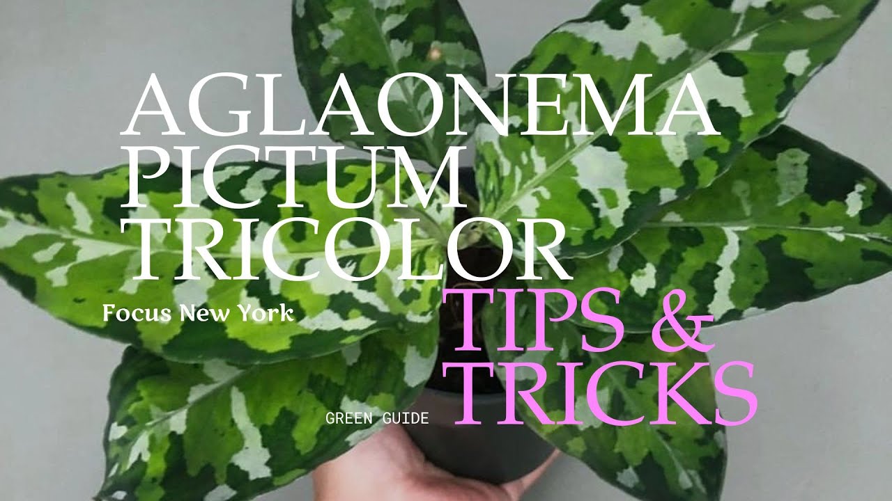 Aglaonema Pictum Tricolor Tips and Tricks by Focus New York