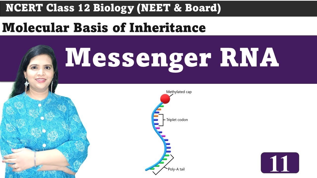 Messenger RNA - Structure and Functions