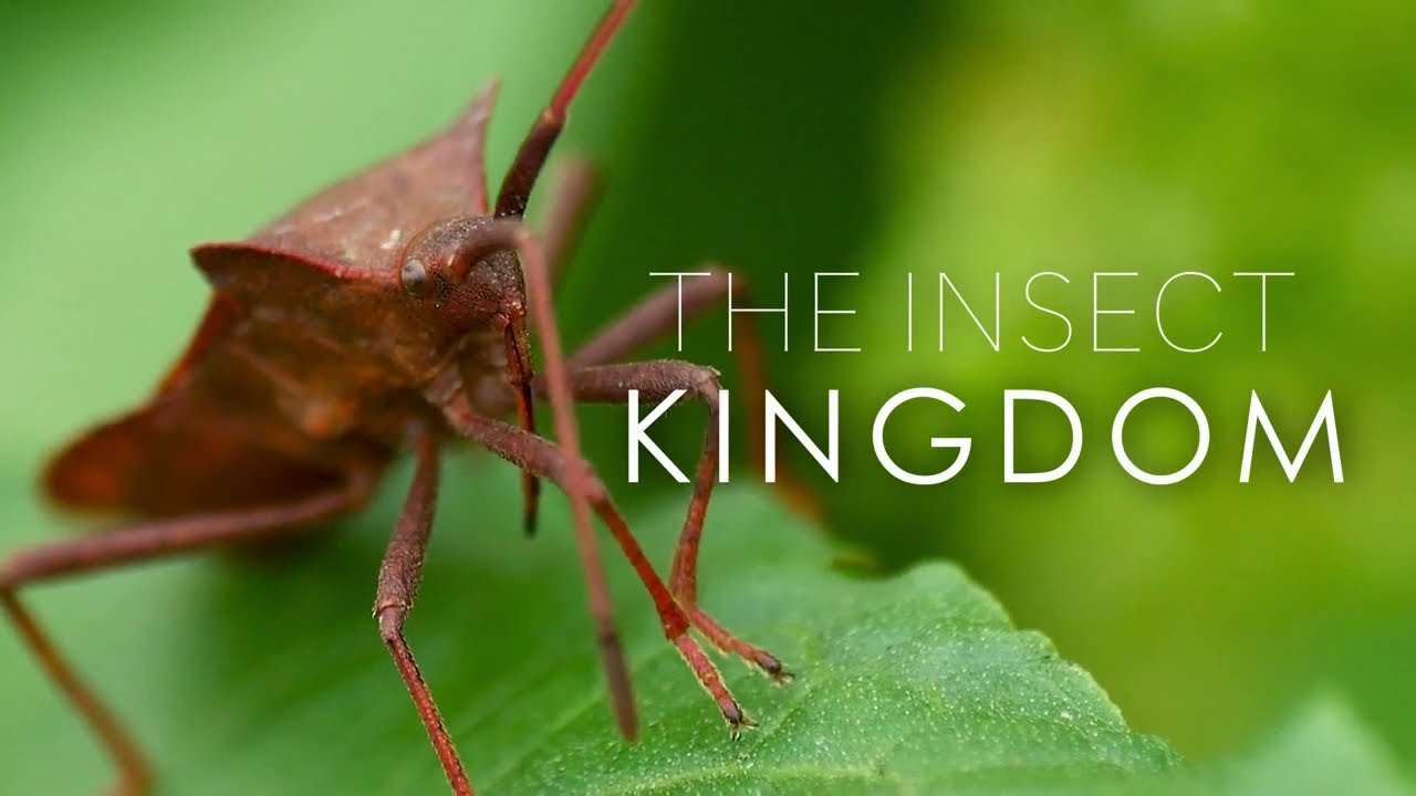 [1st Place] The Insect Kingdom - The Cue Tube Scoring Competition