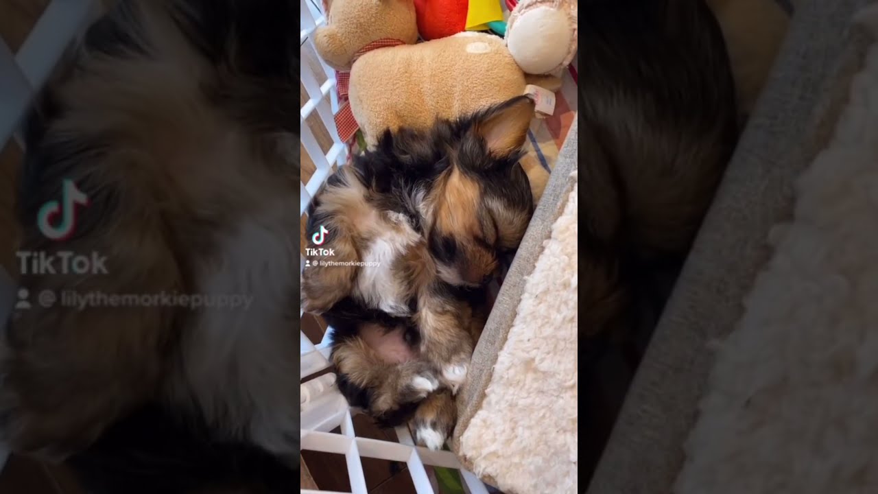 Adorable Puppy Tik Tok Videos