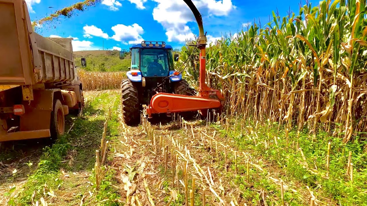 CORTANDO COM O TRATOR TL 75E PARA APROVEITAR O MÁXIMO DO MILHO PARA SILAGEM!