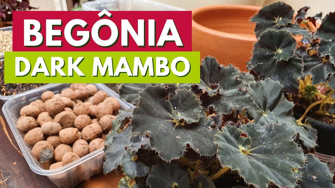 BEGÔNIA DARK MAMBO – DICAS DE CULTIVO E RECEITA DE SUBSTRATO IDEAL PARA BEGÔNIAS! CANAL MEU QUINTAL