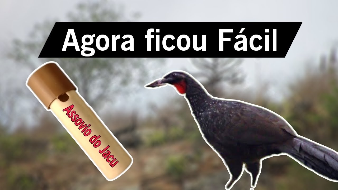 #jacu PASSO a PASSO Assovio Do Jacu AGORA BEM MAIS FÁCIL DE FAZER