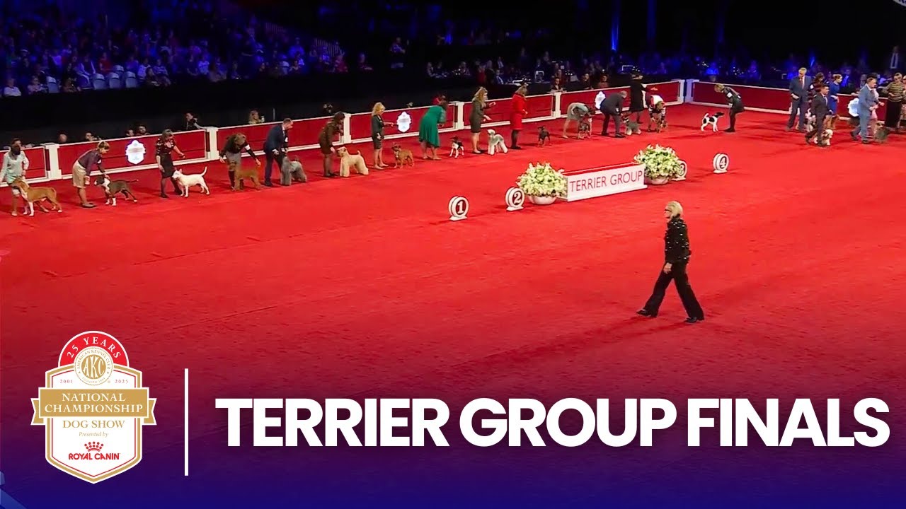 Финал групповых соревнований по терьерам | Национальный чемпионат AKC 2025, представленный компан...