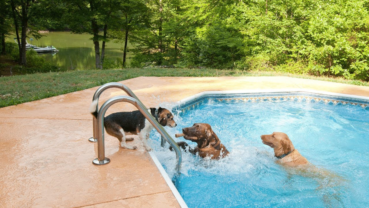 Can Dogs Swim in Pools? | Do all Dogs Know How to Swim