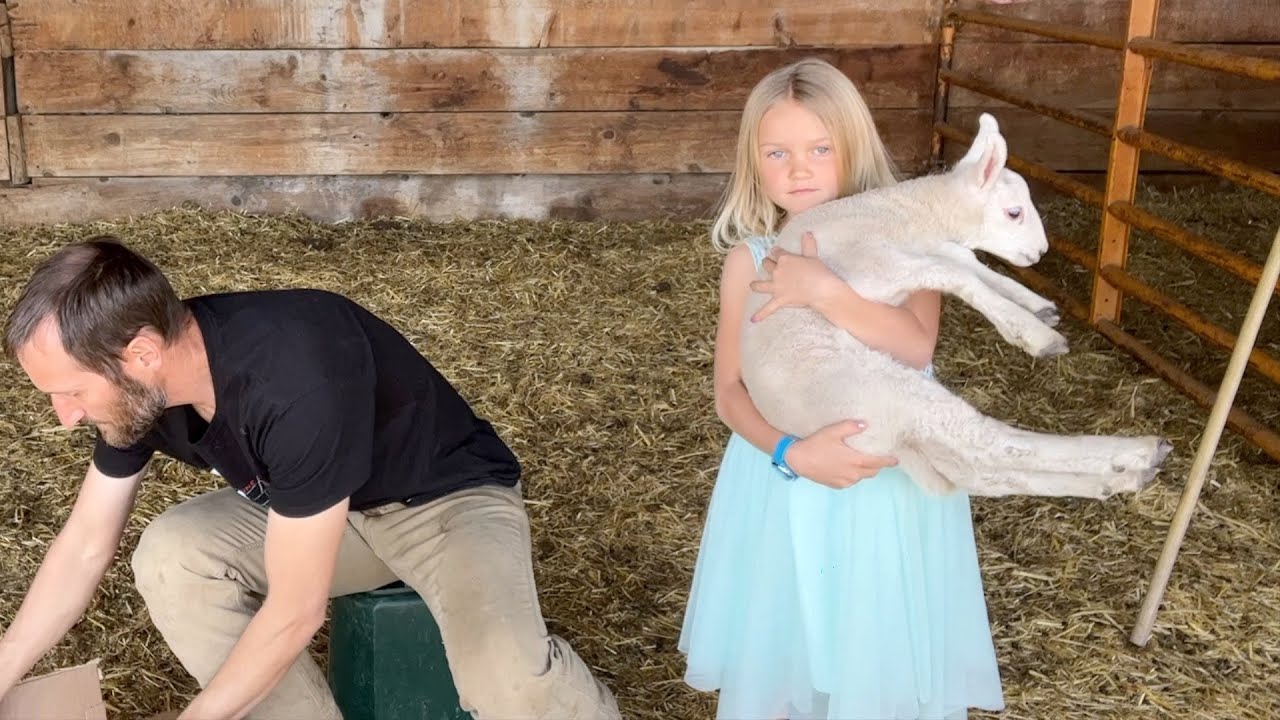 Castrating the male lambs, much better on year #2!