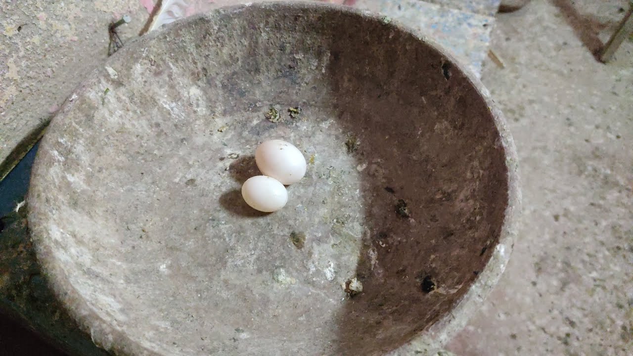 مشكلة ظهور بيض حمام صغير اهم الاسباب والعلاج