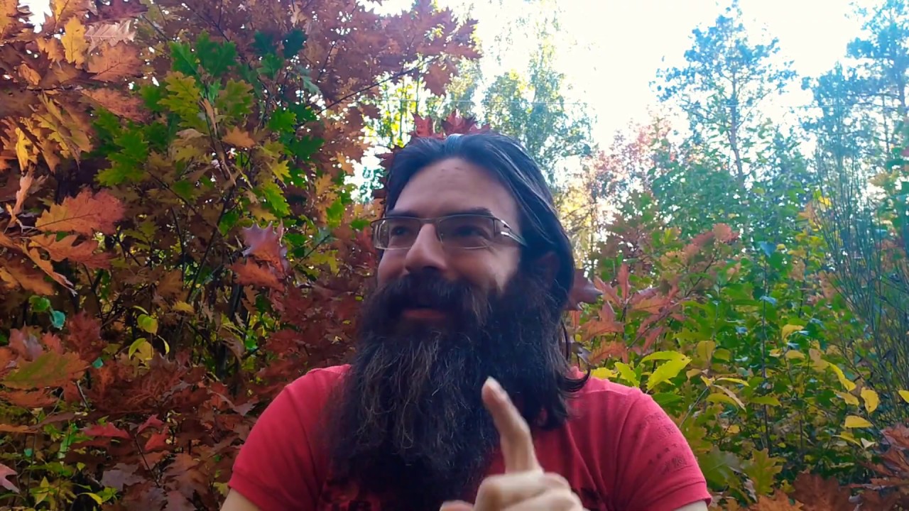 Muchomor Czerwony - podstawowe informacje, działanie, dawkowanie | Amanita Muscaria