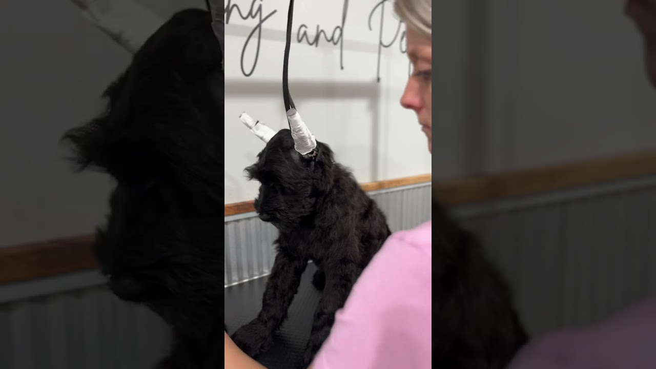 Ear Posting with Backer Rod for Giant Schnauzer