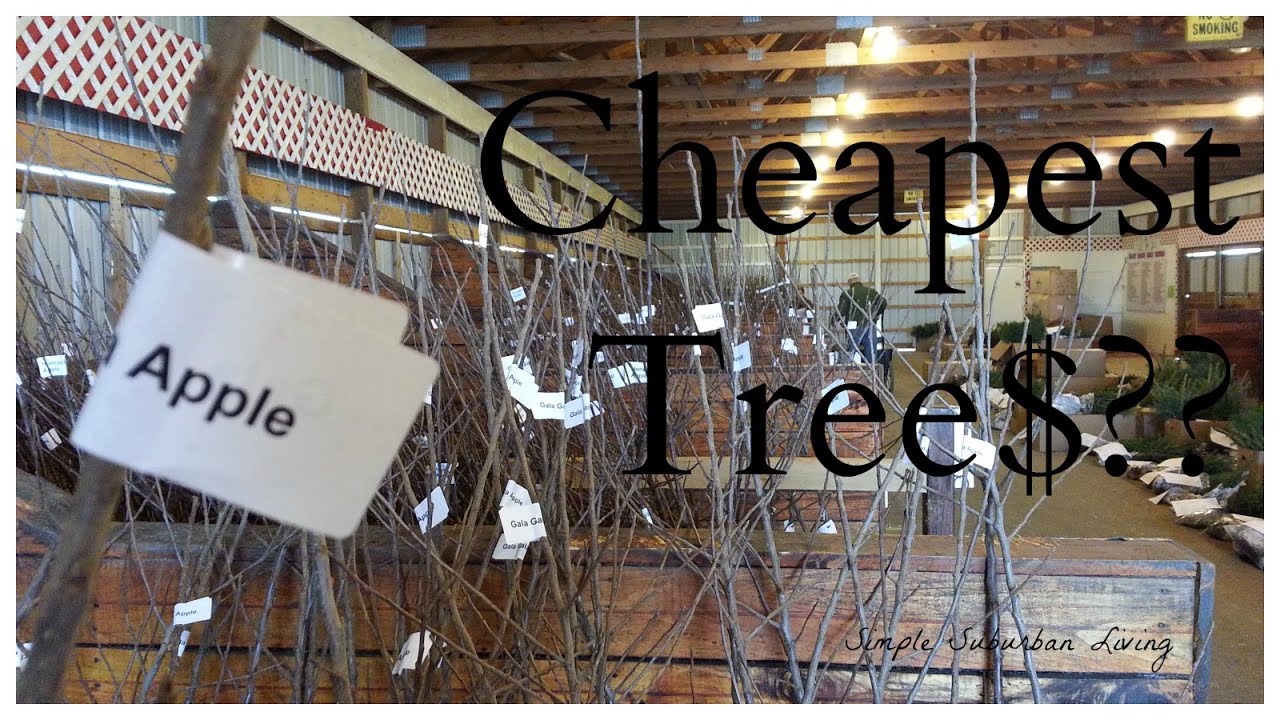 Where to Find the Cheapest Trees - Start an Orchard Today!