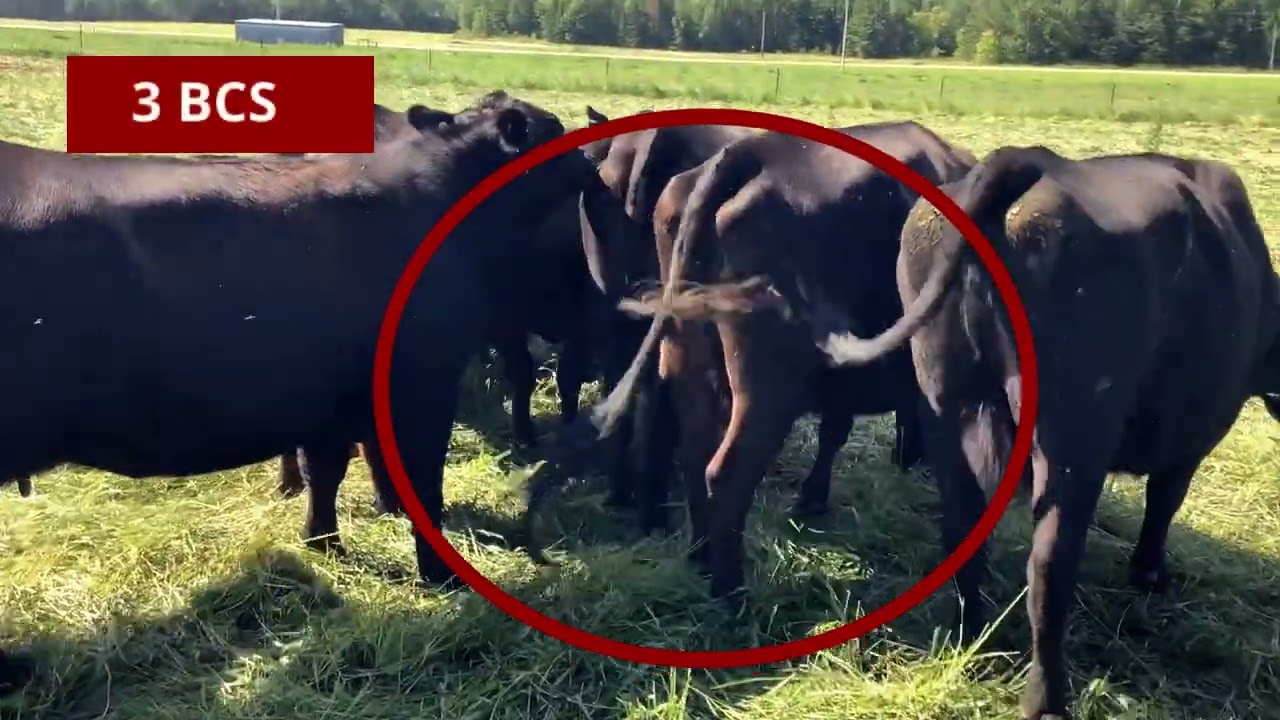 Comparing body condition scores of beef cows