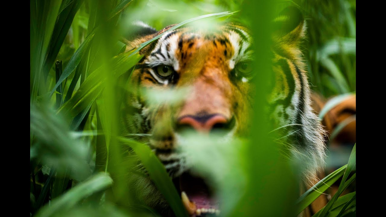 Winning Rosewood Wars - Tiger numbers increasing