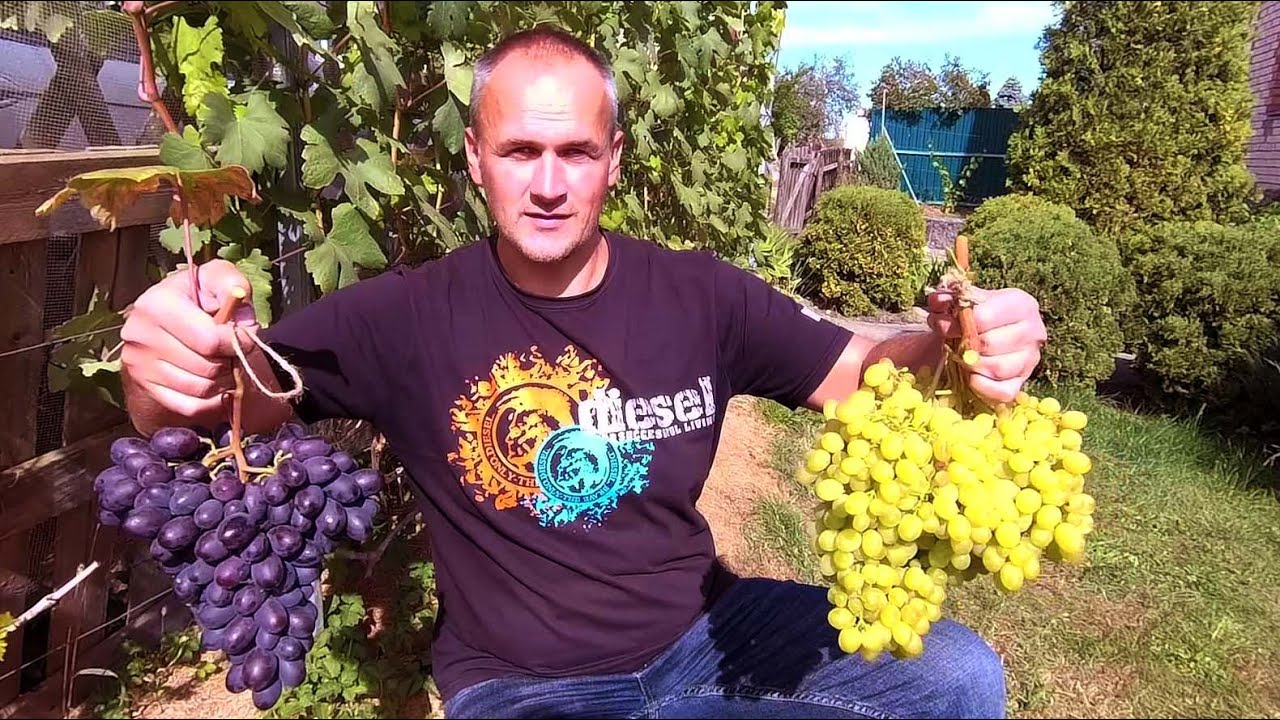 🔴🔴Испытание Холодом. Лучший Виноград Холодным летом