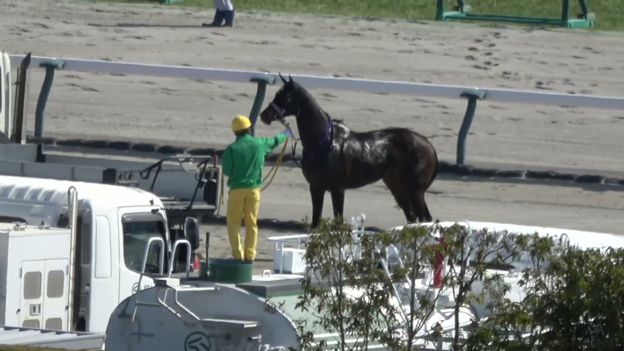 ⑭セレジェイラ 川田将雅騎手の好判断で競走除外になるも 本人は走りたがる 現地映像